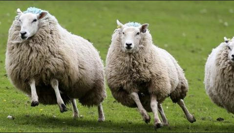 Sheep